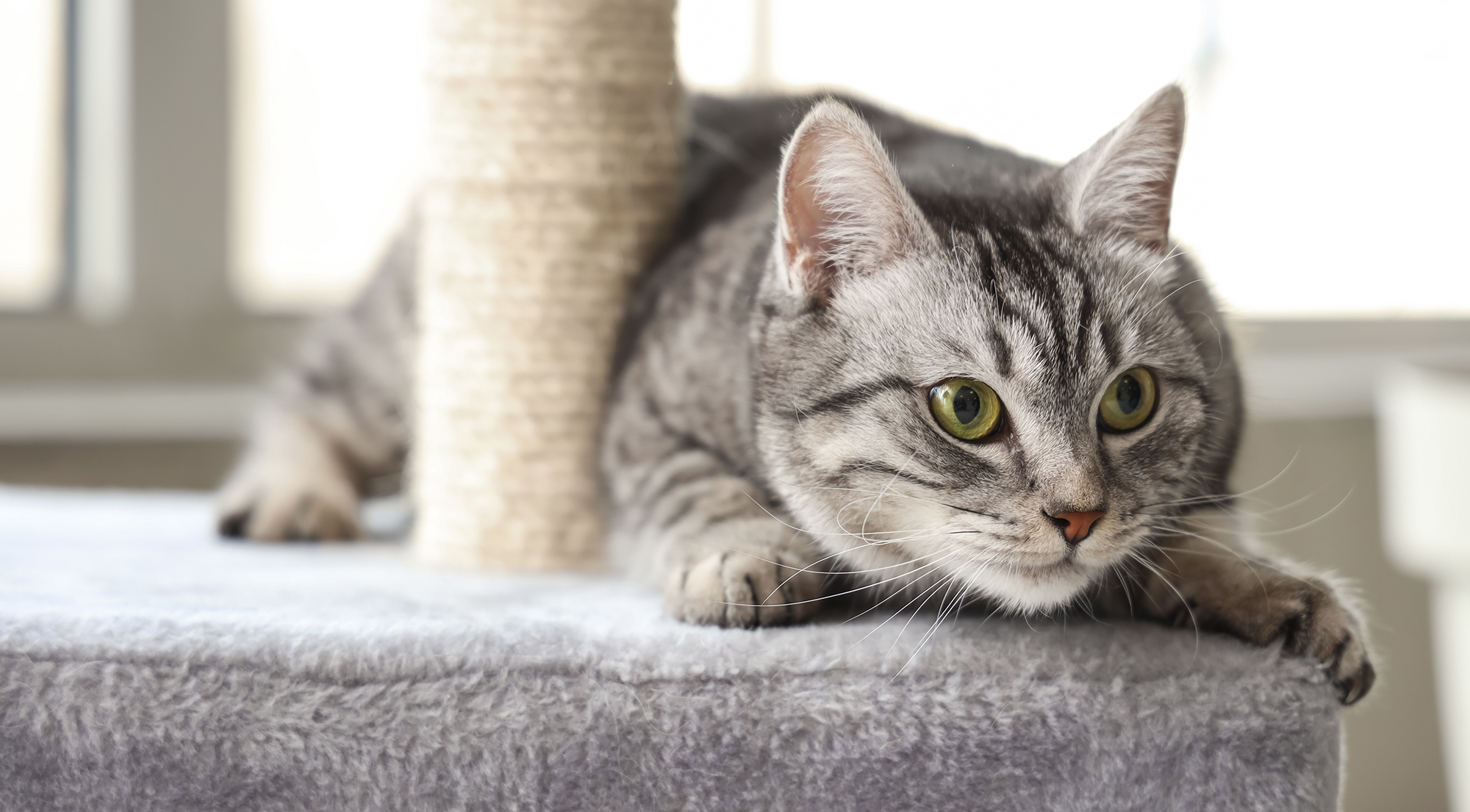 Dierenwinkel.com Helmond