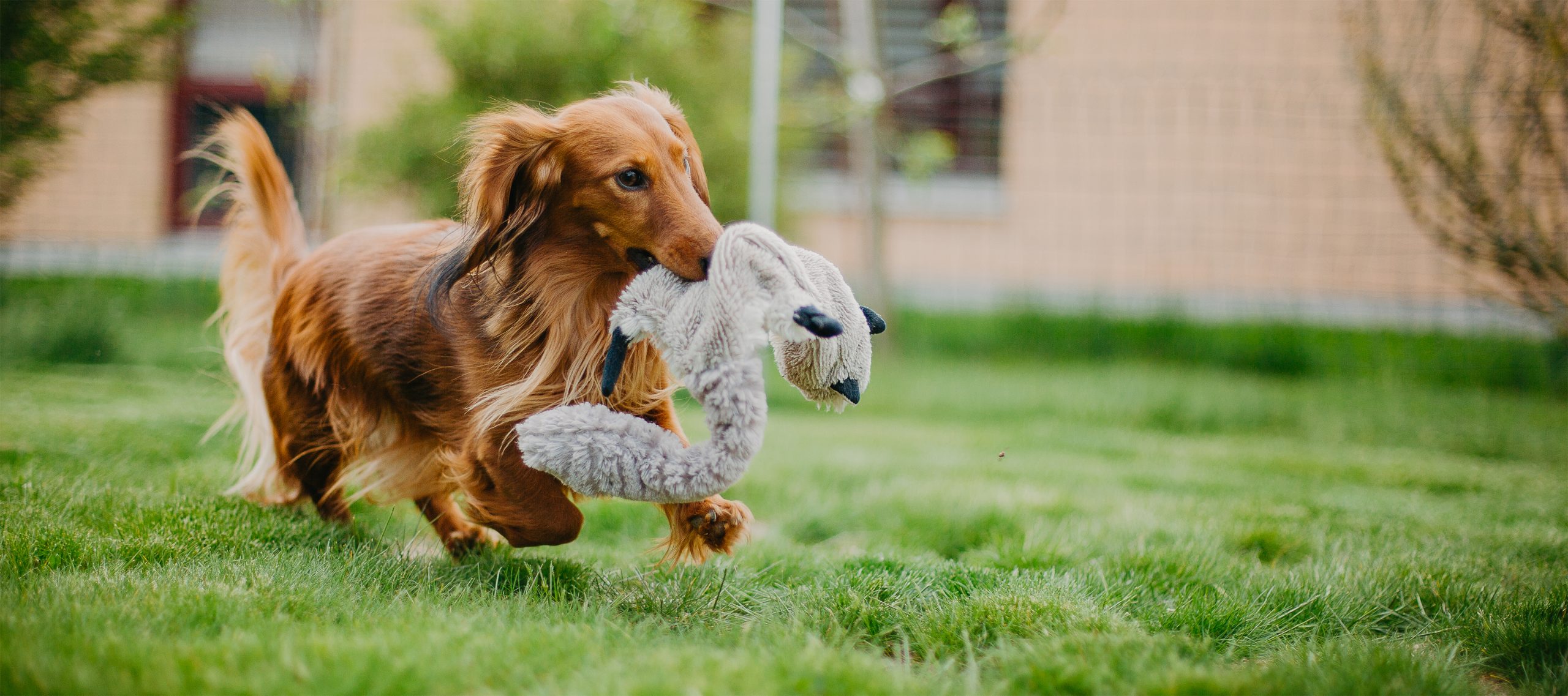 Huisdier speelgoed: waar let je op?