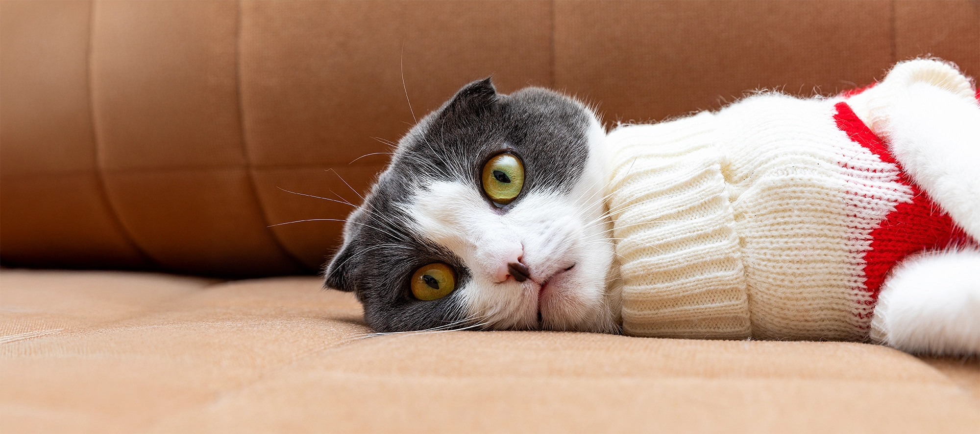 Is jouw huisdier klaar voor de koude winterdagen?